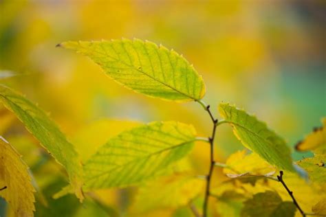 kiwi sunset zelkova|Kiwi Sunset Zelkova